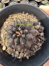 RarePiante succulente Copiapoa