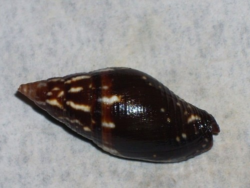 Strigatella scutulata special - scutulata,
