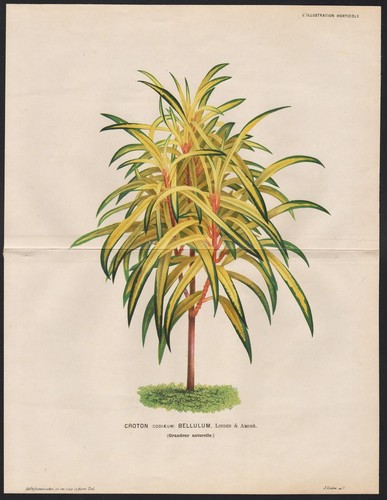 Croton hastiferum kroton fiori - hastiferum,