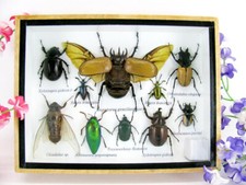 Pezzo unico - Veri insetti