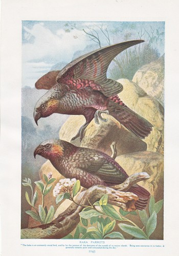 1910 naturale storia double - naturale,