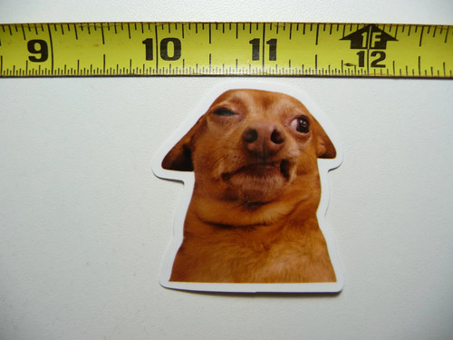 Pinscher tedesco pazzo - pinscher,