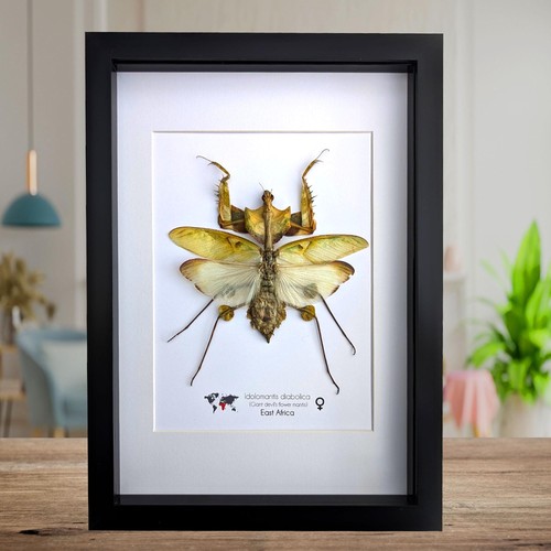 Framed giant devil flower - framed,