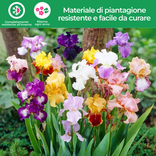 Bulbi iris - di,