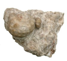 Trias Purpuroidea moosleitneri rara lumaca Gastropoda Austria W68-7