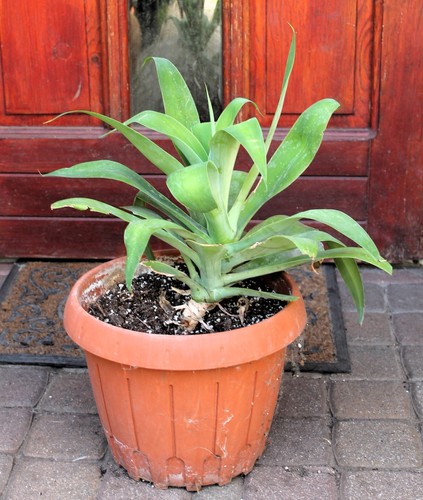 Agave attenuata 50cm - attenuata,,