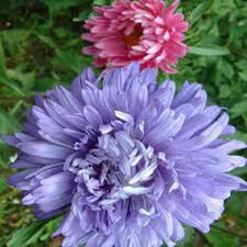 ASTER, GIGANTI DELLA