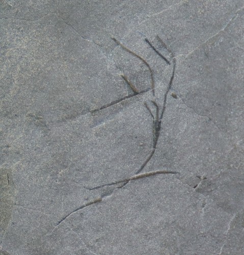 Crinoide homocrinus parvus - homocrinus,