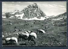 (B916) c.ill.  IL CERVINO -