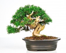 Bonsai ginepro juniperus - bonsai,