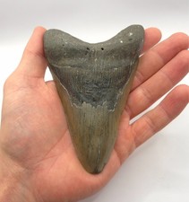 Lunghezza bordo 13,5 cm