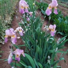 3 Iris germanica pianta rosa