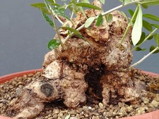  Pre Bonsai Olivastro 27x23cm