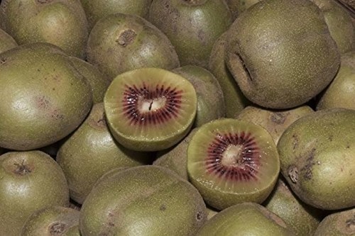 25x kiwi rosso actinidia - rosso,