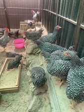 10x Uova Fertili, Uova Feconde