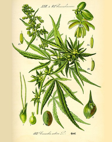 Cannabis sativa pianta - cannabis,