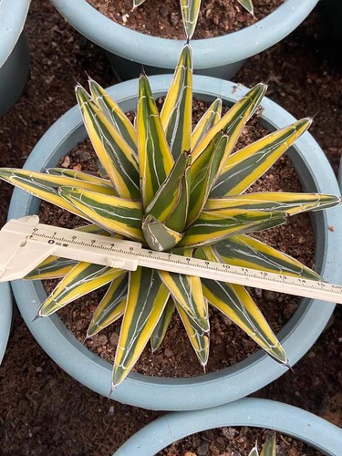 Agave victoriae reginae - agave, victoriae-reginae