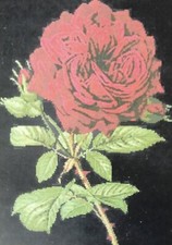 Artecy - Duchessa di Dino Rose