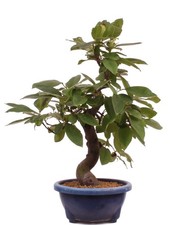 Bonsai di - Pseudocydonia sinensis, cotogna di legno 226/29
