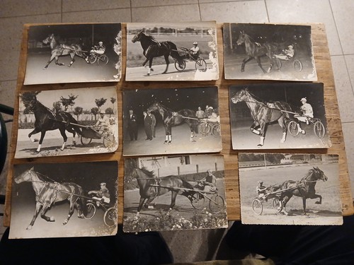 Lotto fotografie cavalli al - fotografie,