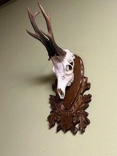 Roe deer horns. Antlers