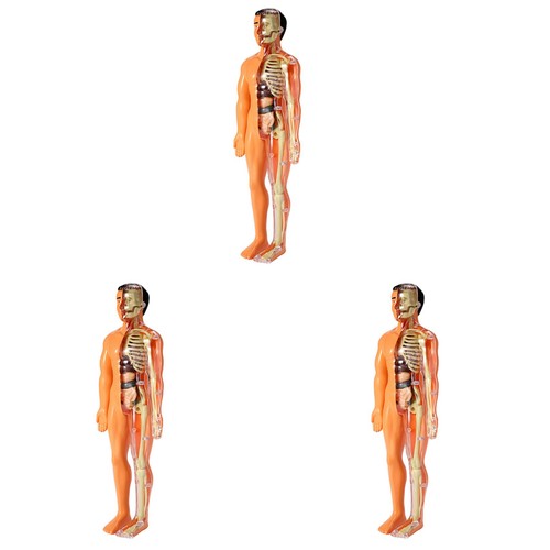 Modello corpo umano - modello,