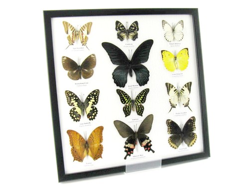 Farfalle vere imbottite - vere,,