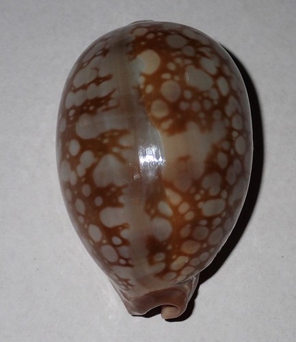 Huge cypraea nivosa - 58, mm