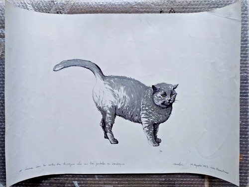 Tecnica mista con gatto piero - tecnica,
