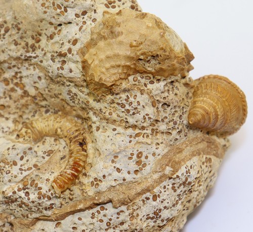 Ammonite spiroceras lumaca - spiroceras,,