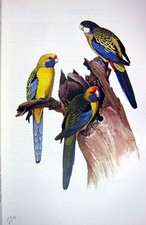 Vecchia stampa vintage