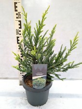 Sequoia sempervirens Adpressa