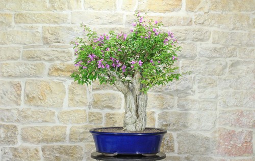 Bonsai bougainvillea - di,