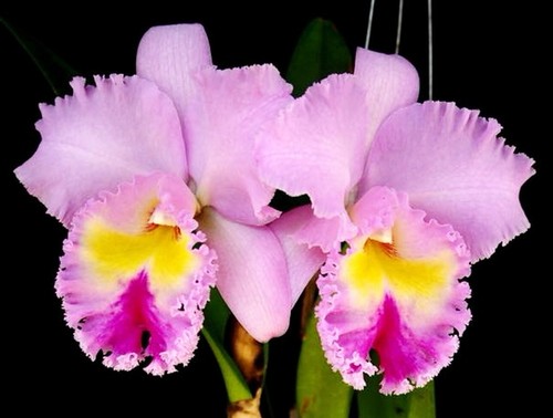Cattleya rhyncholaeliocattleya - cattleya,