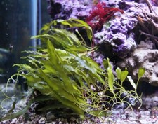 Promozione X3 Piante