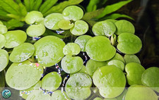 Limnobium laevigatum – 3 Piante galleggiante (3,5 - 5 cm)  per Betta e acquari