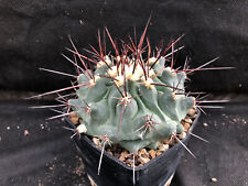 THELOCACTUS RINCONENSIS - VIVAIO IL GIARDINO DI MAYA- CACTUS 6312