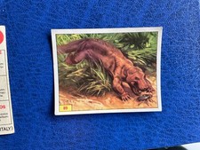 PANINI ANIMALI PREISTORICI