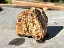 Foresta di animali domestici