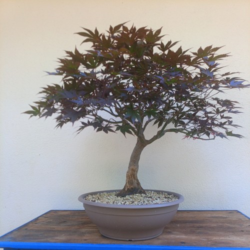 Bonsai acero palmato - bonsai,