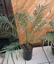 Fenice Roebelenii, palma da