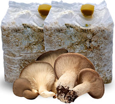 | 2 Kit Coltivazione Funghi