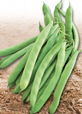 20 semi NANO FAGIOLO NASSAU MANGIME SENZA FILI