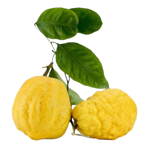 Amdgarden pianta cedro - pianta,