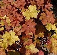 Campanellino viola caramel - campanellino,