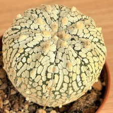 Astrophytum superkabuto ,  pot