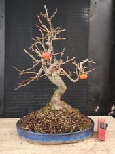 bonsai di melo   h 47 cm