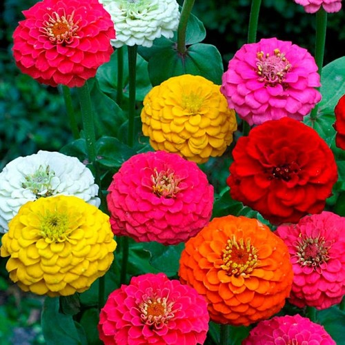 Zinnie elegans mix - , dalie