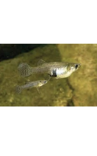 Gambusia affinis pesci - affinis,