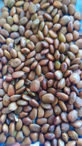 Semi seeds ceratonia - 50,